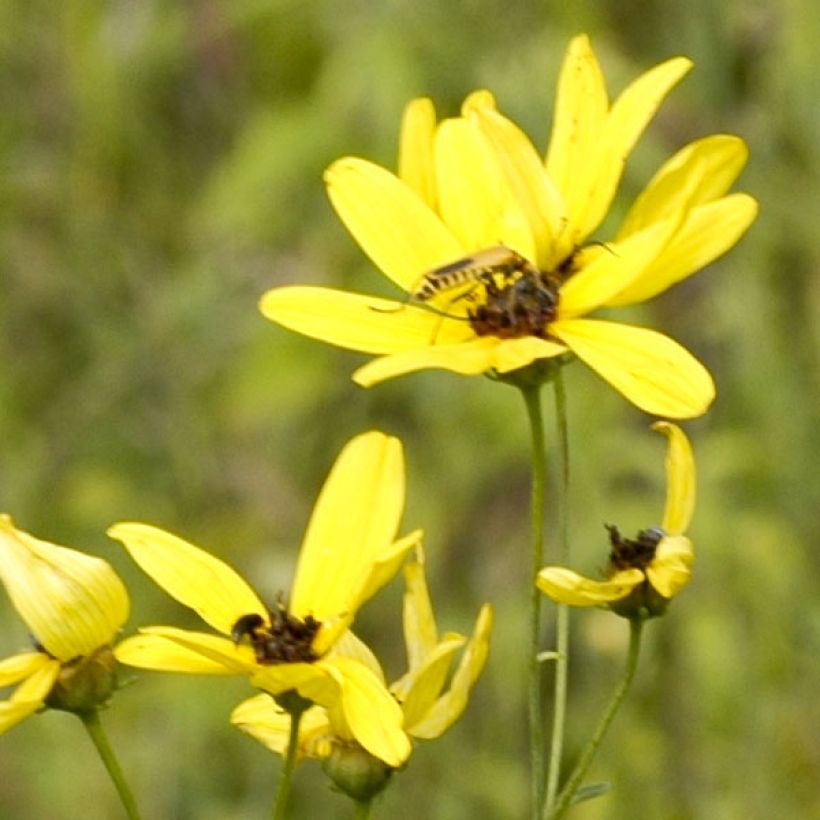 Coreopsis tripteris - Grand coréopsis (Flowering)