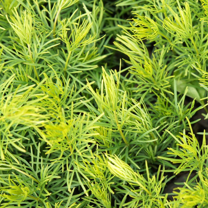 Coreopsis verticilata Sunbeam (Foliage)