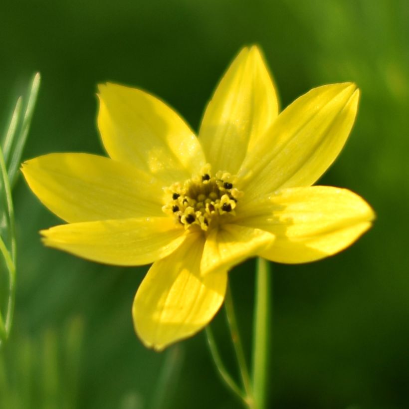 Coreopsis verticilata Sunbeam (Flowering)