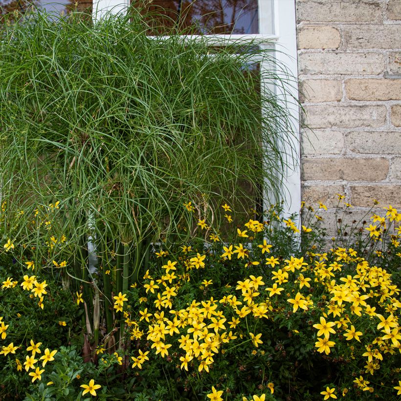 Coreopsis verticilata Sunbeam (Plant habit)