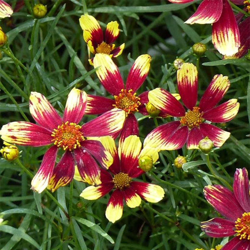 Coreopsis verticillata Bengal Tiger - Coréopsis verticillé (Flowering)
