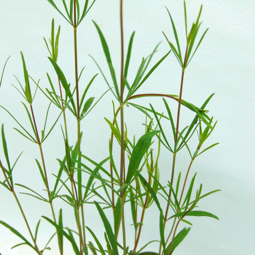 Coreopsis verticillata Moonbeam (Clair de Lune) - Coréopsis verticillé (Foliage)