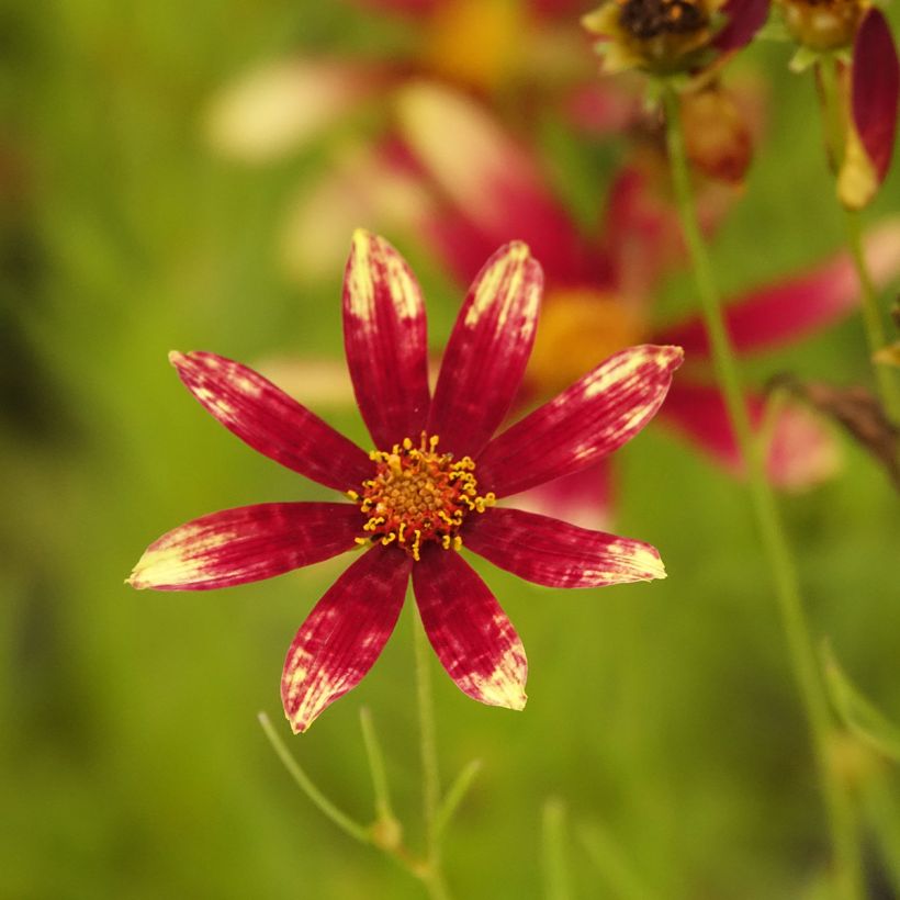 Coreopsis verticillata Route 66 (Flowering)