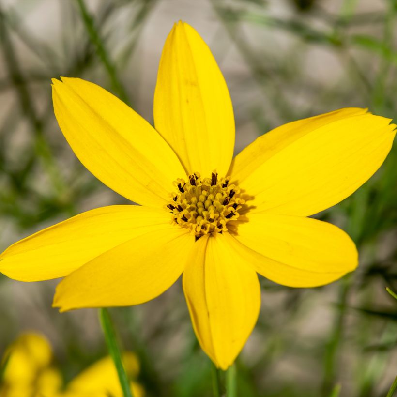 Coreopsis verticillata Zagreb - Coréopsis verticillé (Flowering)