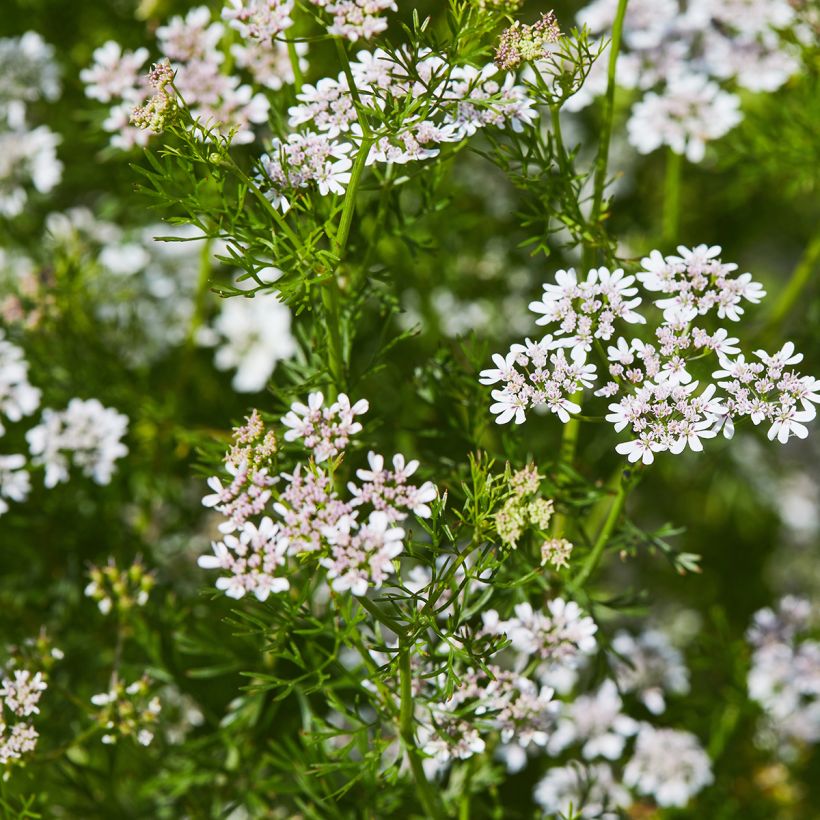 Coriandre cultivée (Flowering)