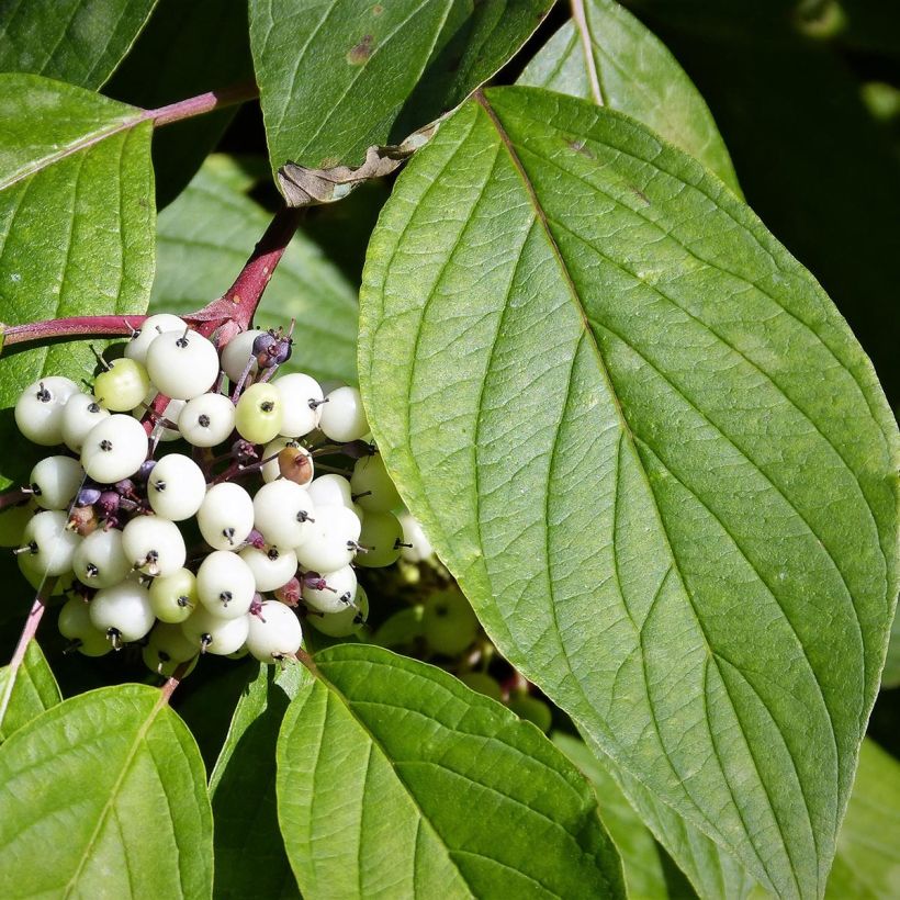 Cornus alba - Cornouiller blanc (Foliage)