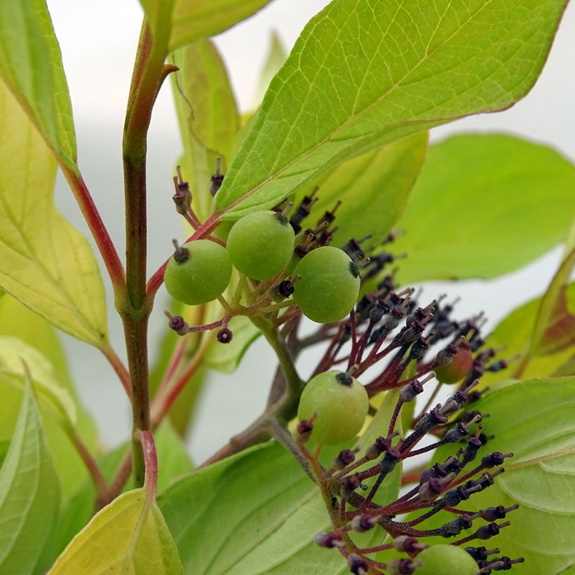 Cornus alba Aurea - Cornouiller blanc (Harvest)