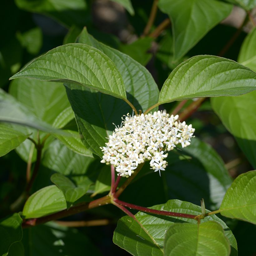 Cornus alba - Cornouiller blanc (Flowering)