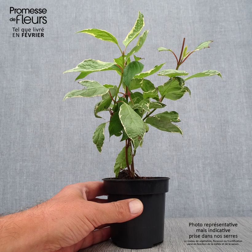 Example of Cornus alba Cream Cracker - Cornouiller blanc Pot de 10 cm/11cm as you get in automne