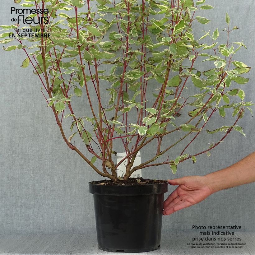 Example of Cornus alba Cream Cracker - Cornouiller blanc Pot de 7,5L/10L as you get in automne