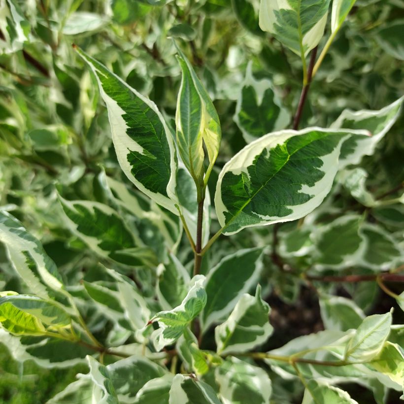 Cornus alba Sibirica Variegata - Cornouiller blanc (Foliage)