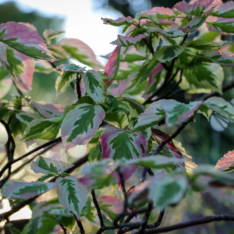 Cornus alternifolia Argentea - Cornouiller panaché à feuilles alternes (Foliage)