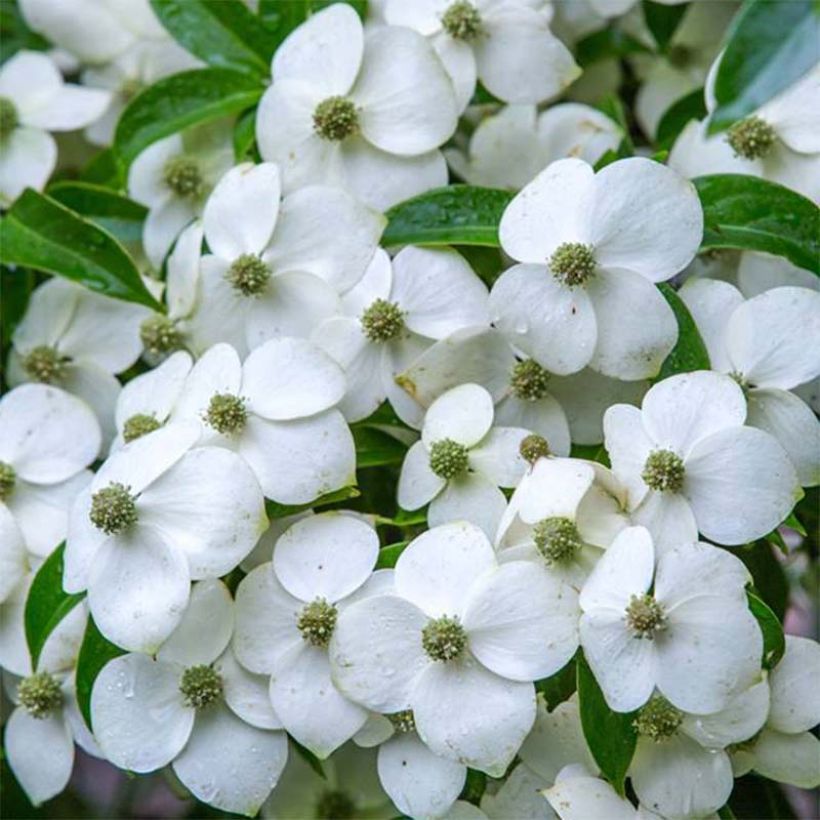 Cornus angustata Empress of China - Cornouiller chinois (Flowering)