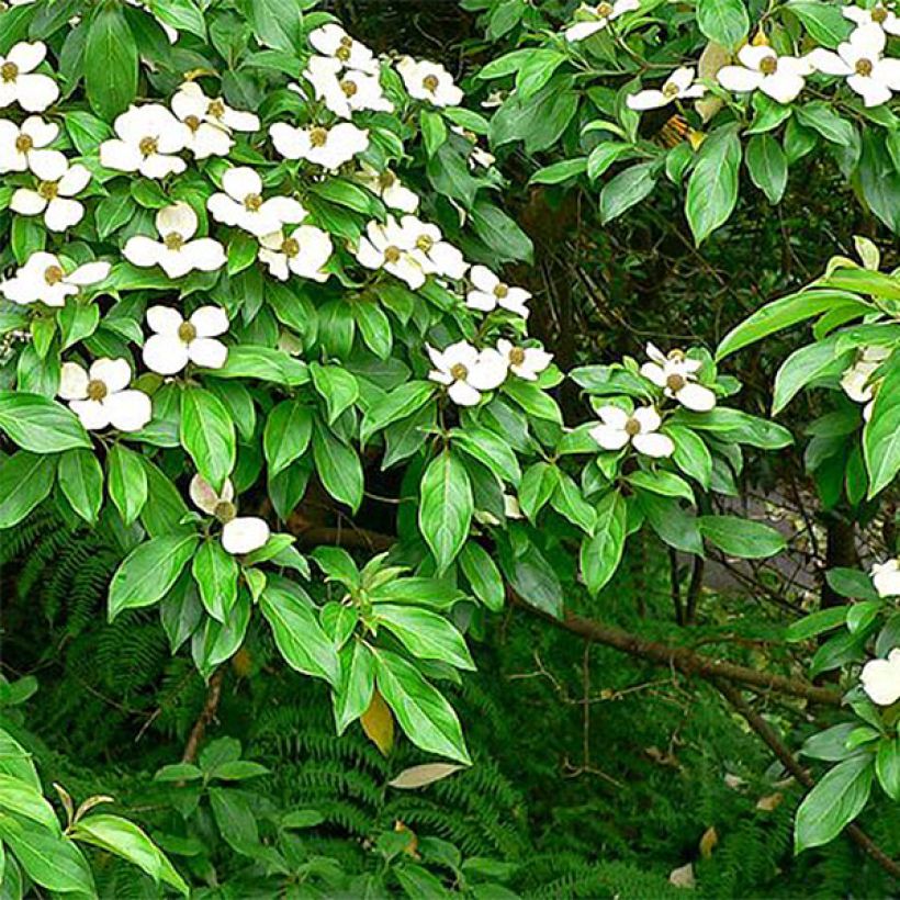Cornus capitata - Cornouiller de l'Himalaya (Foliage)