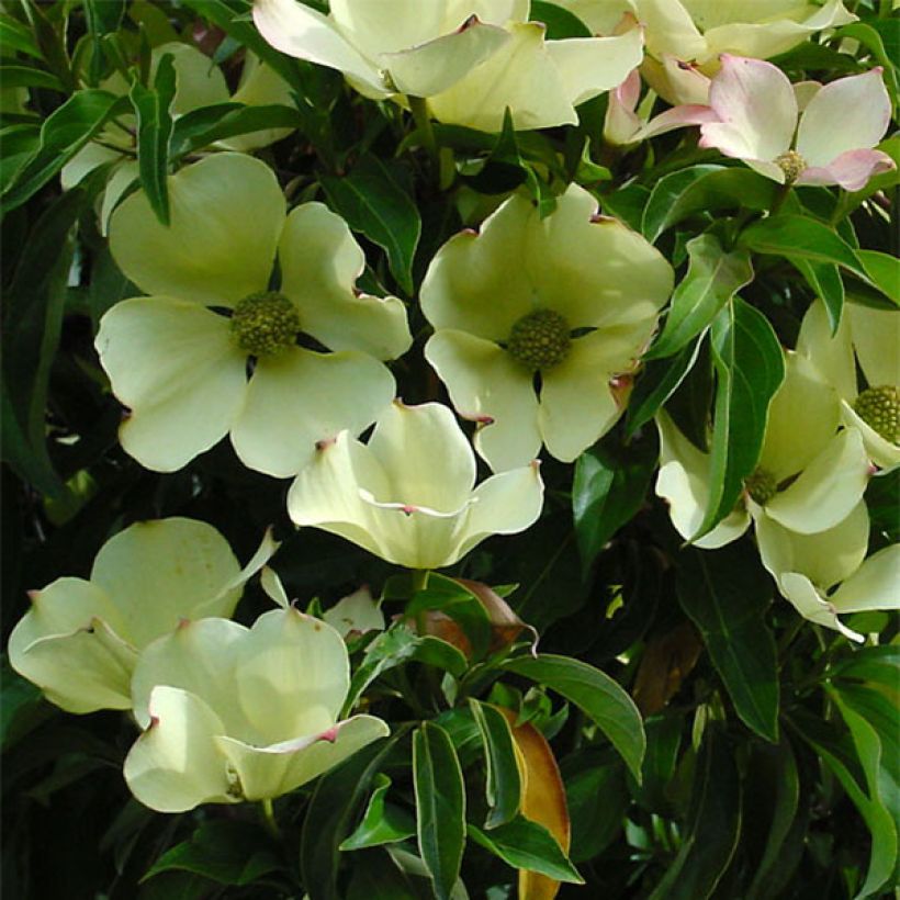 Cornus capitata - Cornouiller de l'Himalaya (Flowering)