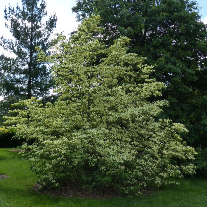 Cornus capitata - Cornouiller de l'Himalaya (Plant habit)