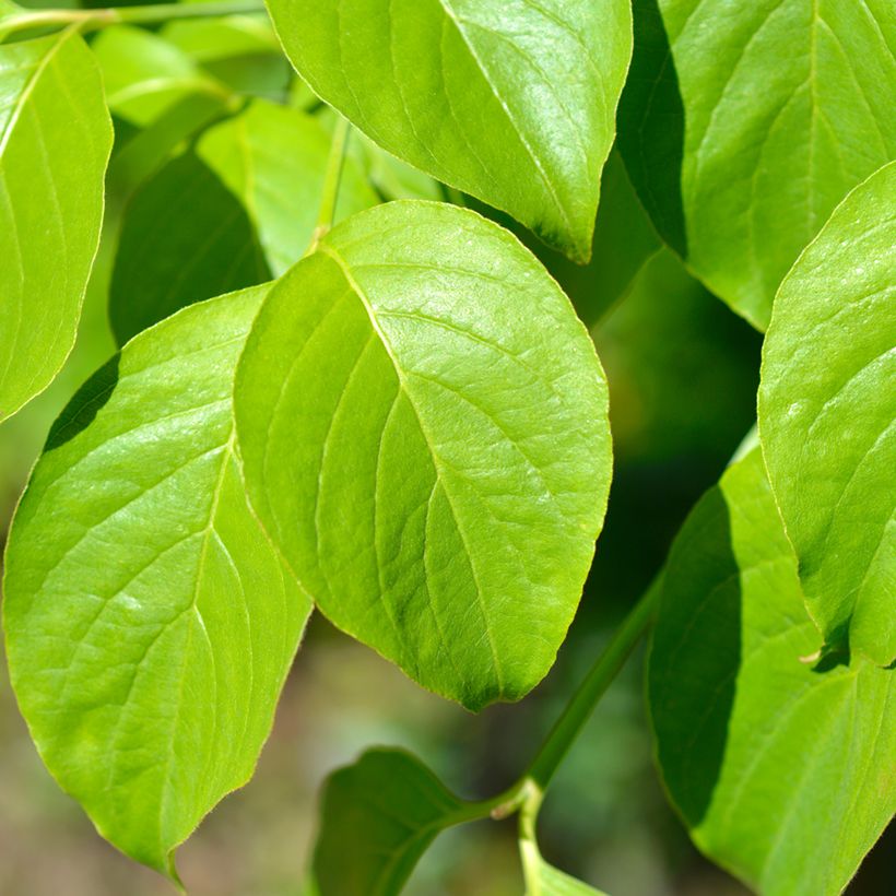 Cornus florida Cherokee Chief - Cornouiller d'Amerique (Foliage)