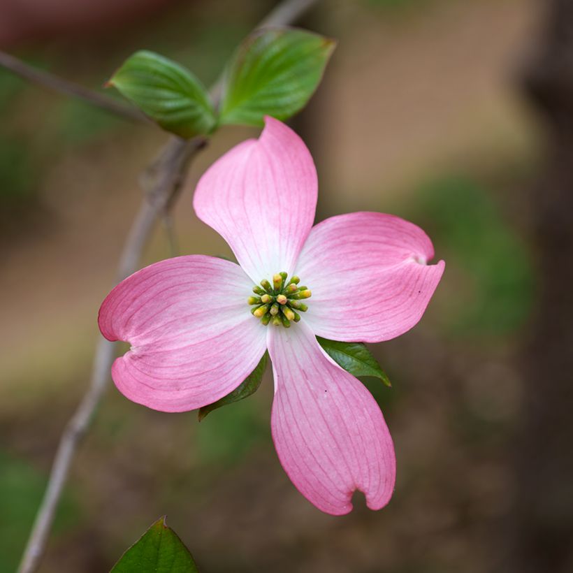 Cornus florida Rubra - Cornouiller à fleurs d'Amérique (Flowering)