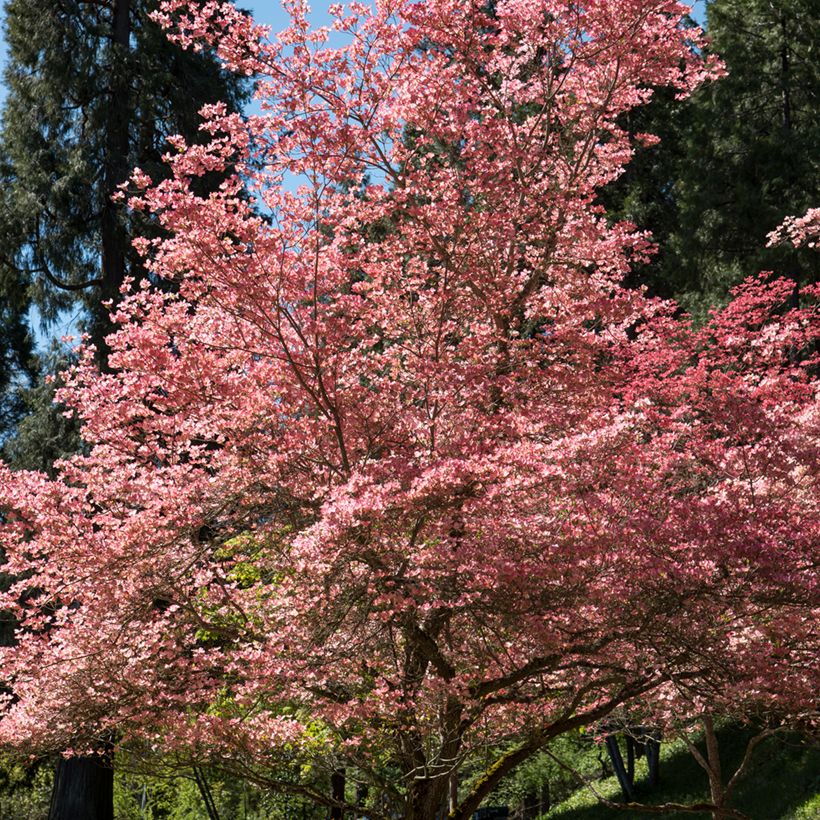 Cornus florida Rubra - Cornouiller à fleurs d'Amérique (Plant habit)