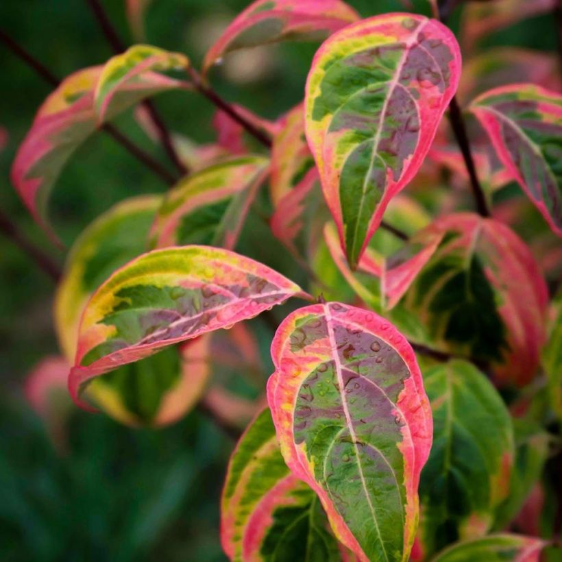 Cornus Celestial Shadow - Cornouiller à fleurs (Foliage)
