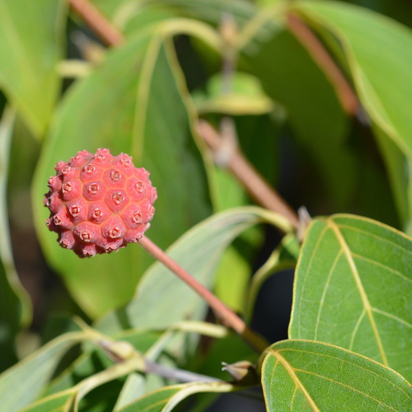 Cornus kousa Blue Shadow - Cornouiller du Japon (Harvest)
