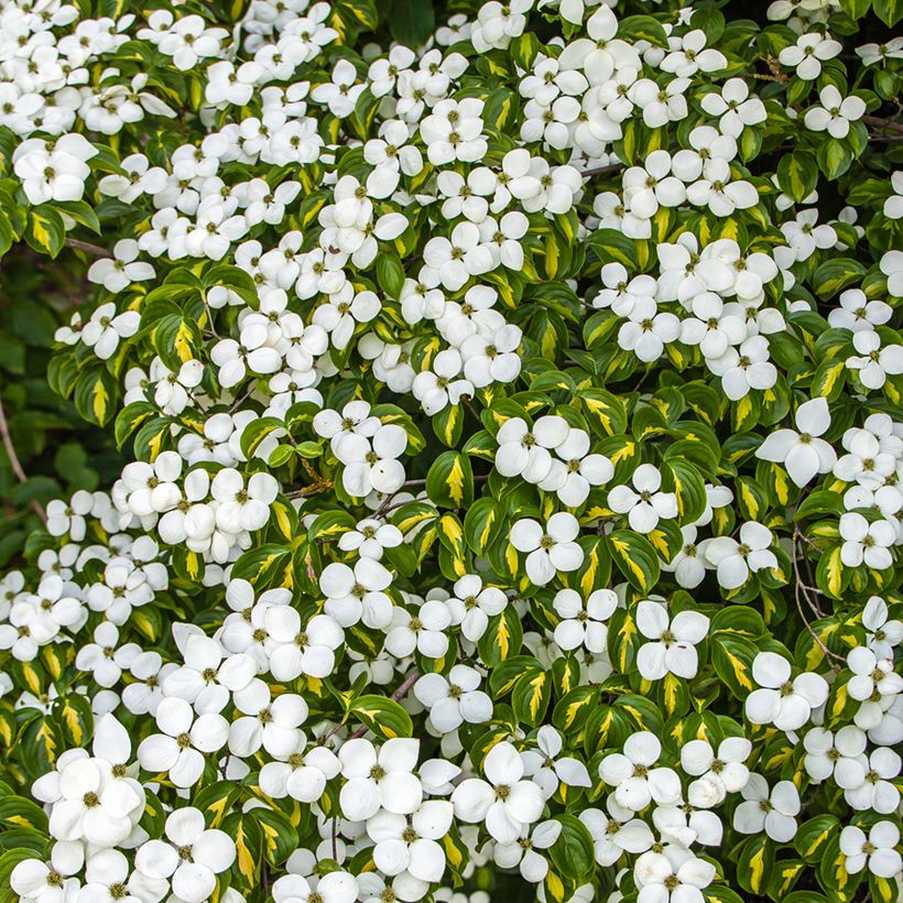 Cornus kousa Gold Star - Cornouiller du Japon (Flowering)