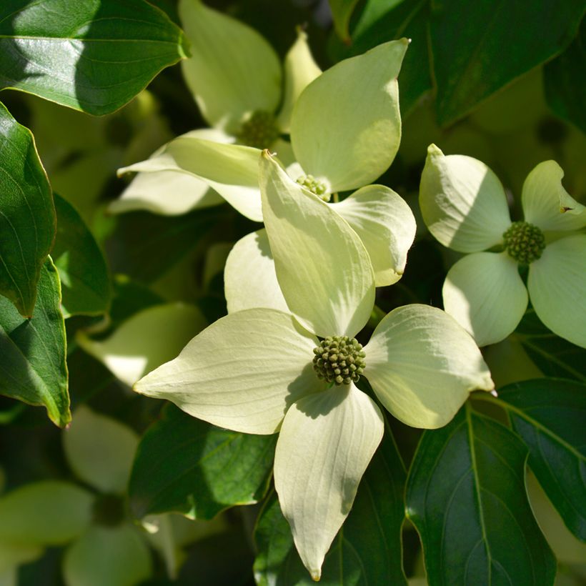 Cornus kousa Robert's Select  - Cornouiller du Japon (Flowering)