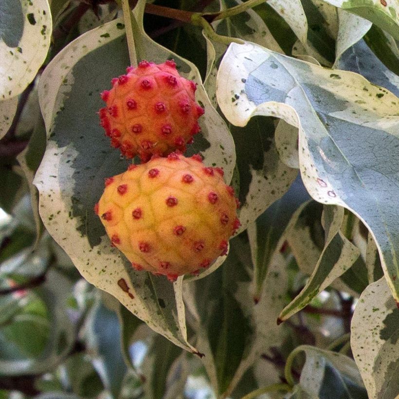 Cornus kousa Wolf Eyes - Cornouiller du Japon (Harvest)