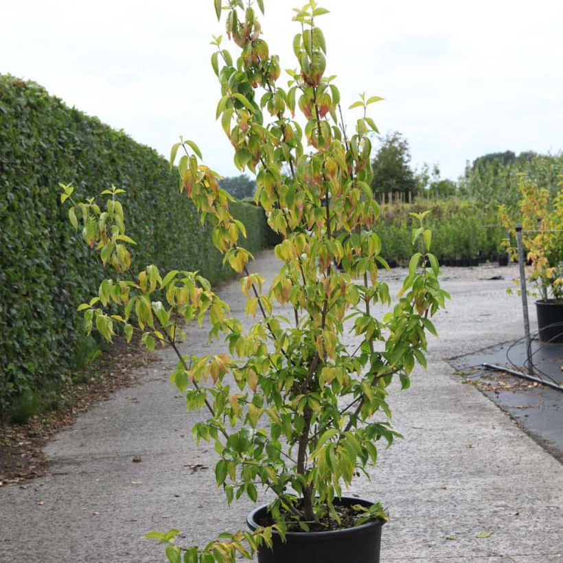Cornus mas Aurea - Cornouiller mâle (Plant habit)