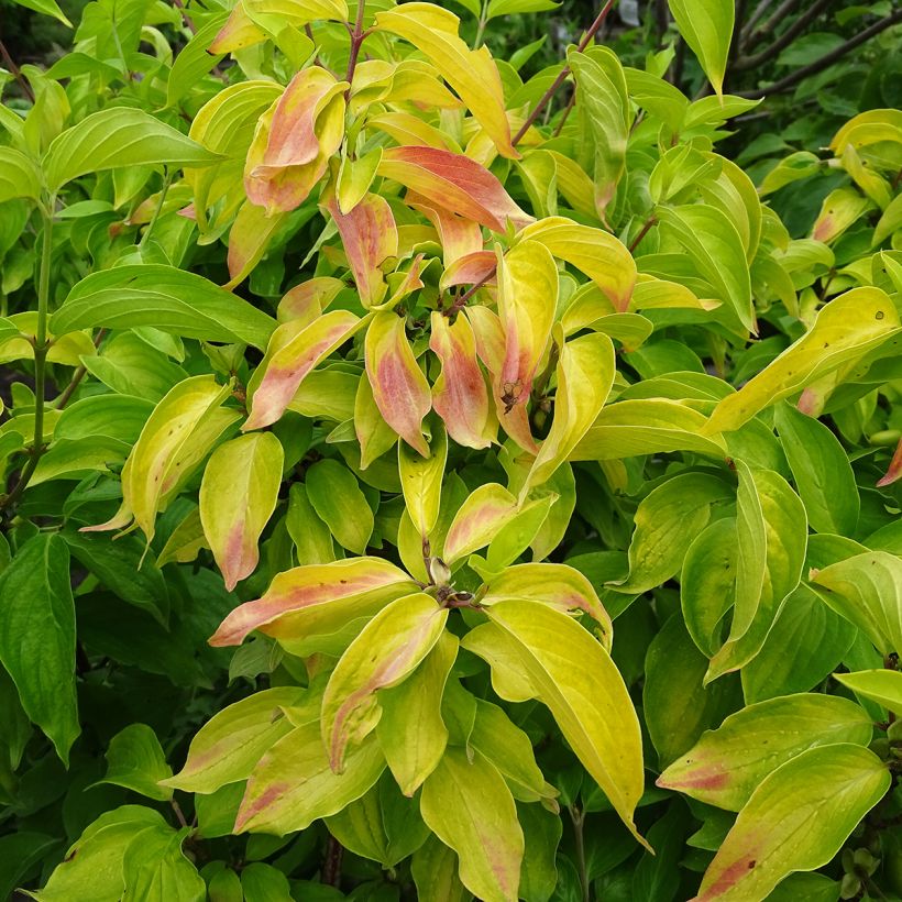 Cornus mas Aurea - Cornouiller mâle (Foliage)