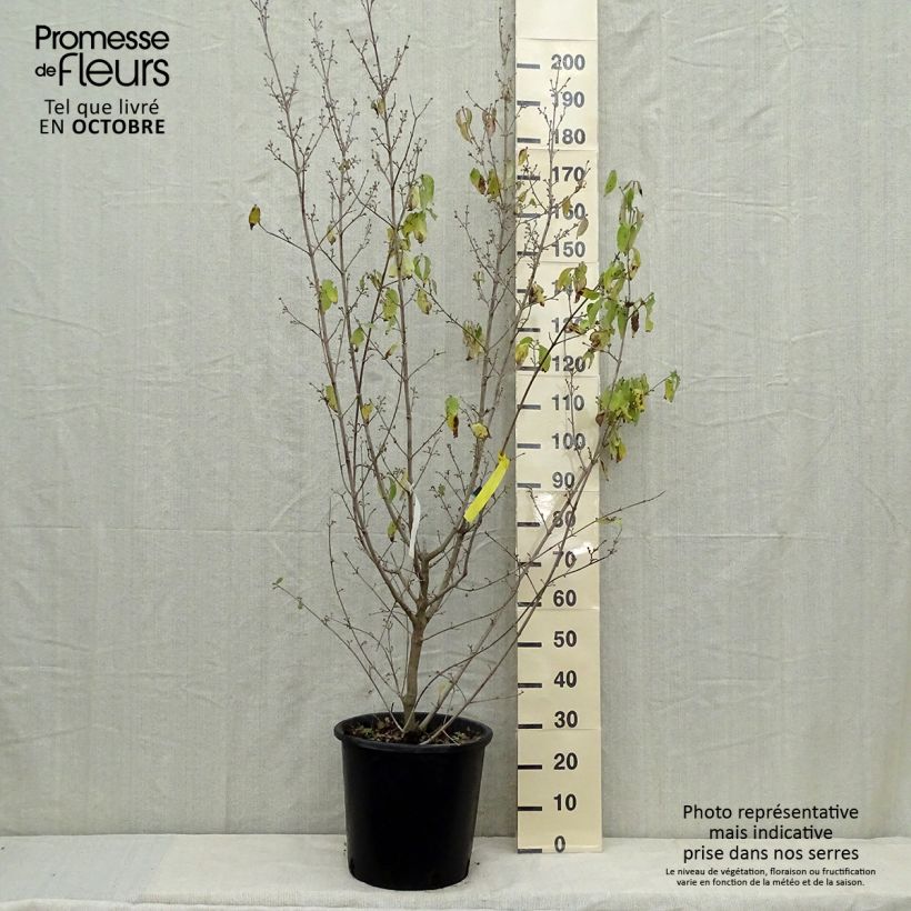 Example of Cornus mas Aurea - Cornouiller mâle Pot de 20L/25L as you get in automne