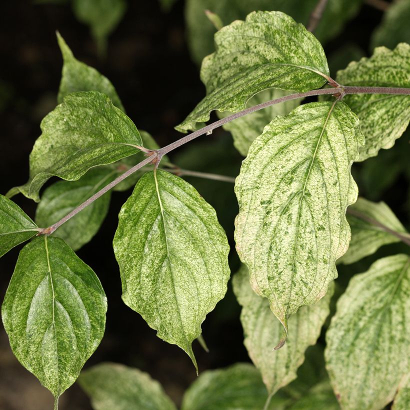 Cornus mas Happy Face - Cornouiller mâle (Foliage)