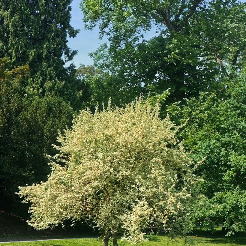Cornus mas Variegata - Cornouiller mâle panaché (Plant habit)
