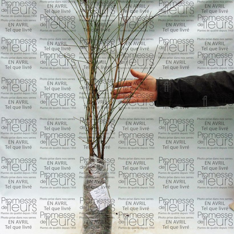 Example of Cornus mas - Cornouiller mâle Petites Racines nues as you get