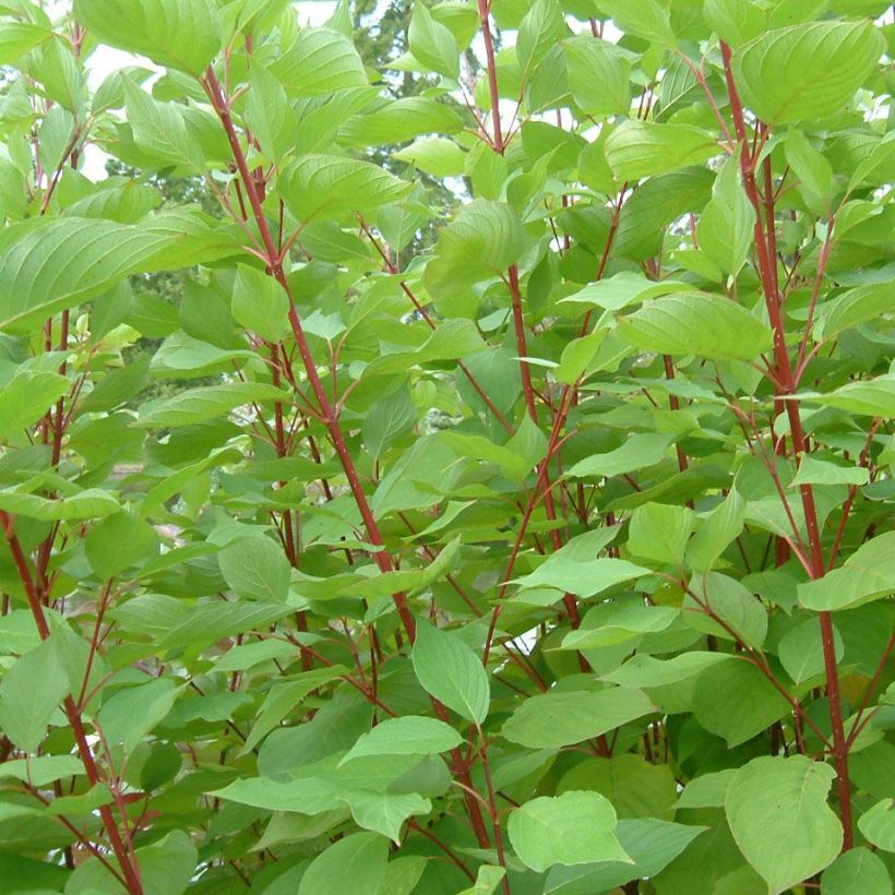 Cornus sericea Baileyi - Cornouiller stolonifère. (Foliage)