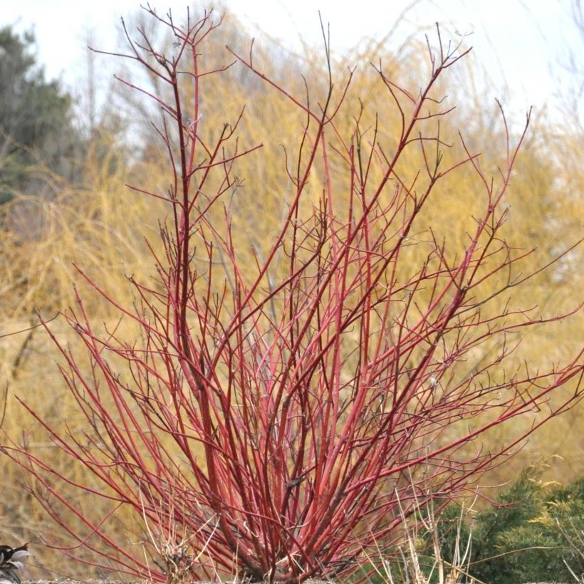 Cornus sericea Baileyi - Cornouiller stolonifère. (Plant habit)