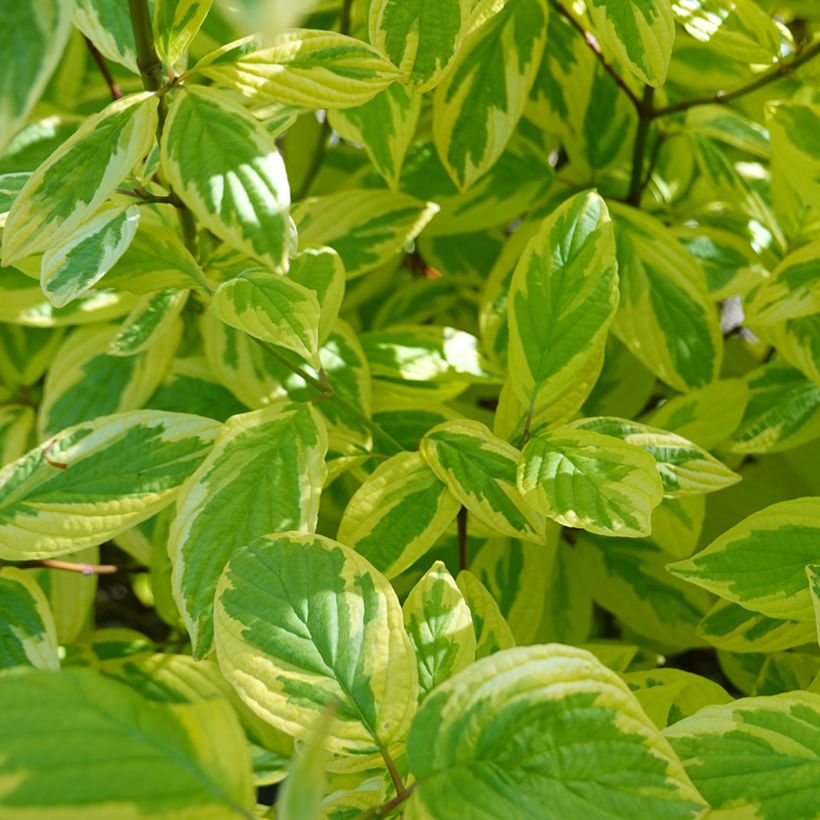 Cornus sericea Hedgerow's Gold - Cornouiller stolonifère (Foliage)