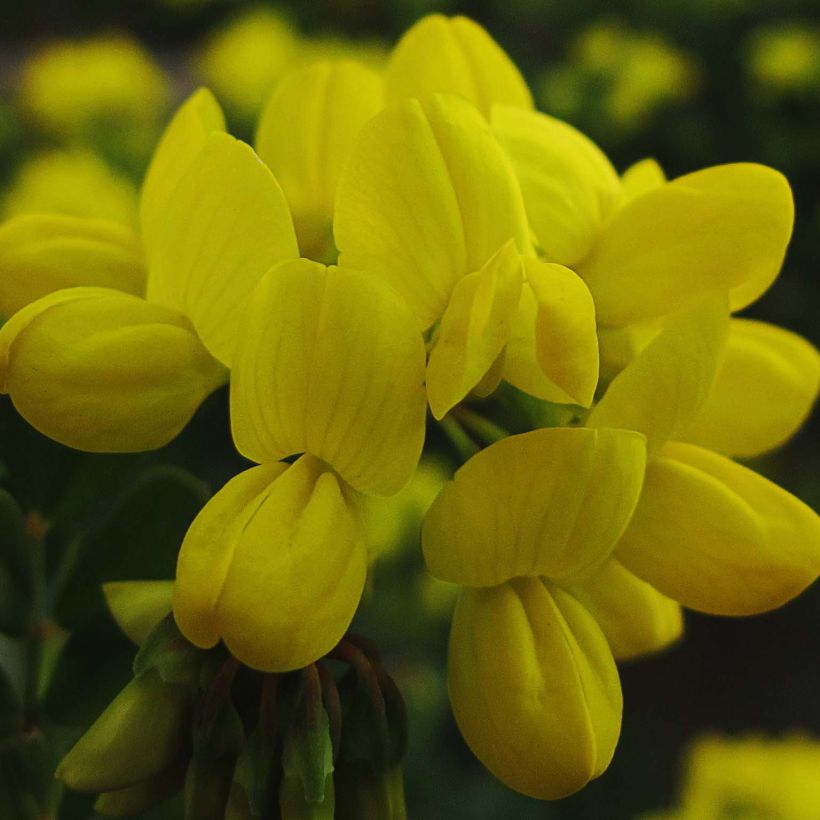 Coronilla valentina Glauca - Coronille glauque (Harvest)