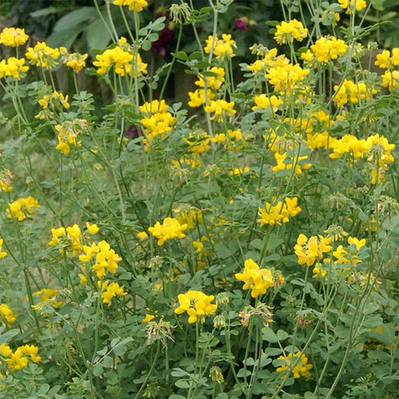 Coronille - Coronilla valentina subsp. glauca Selection (Flowering)