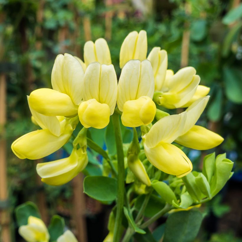 Coronille - Coronilla valentina subsp. glauca Citrina (Flowering)