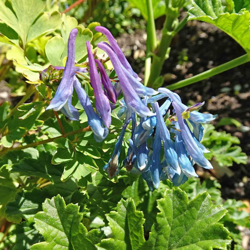 Corydale, Corydalis elata, Fumeterre (Flowering)