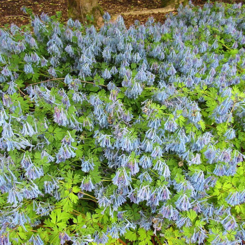 Corydale, Corydalis elata, Fumeterre (Plant habit)