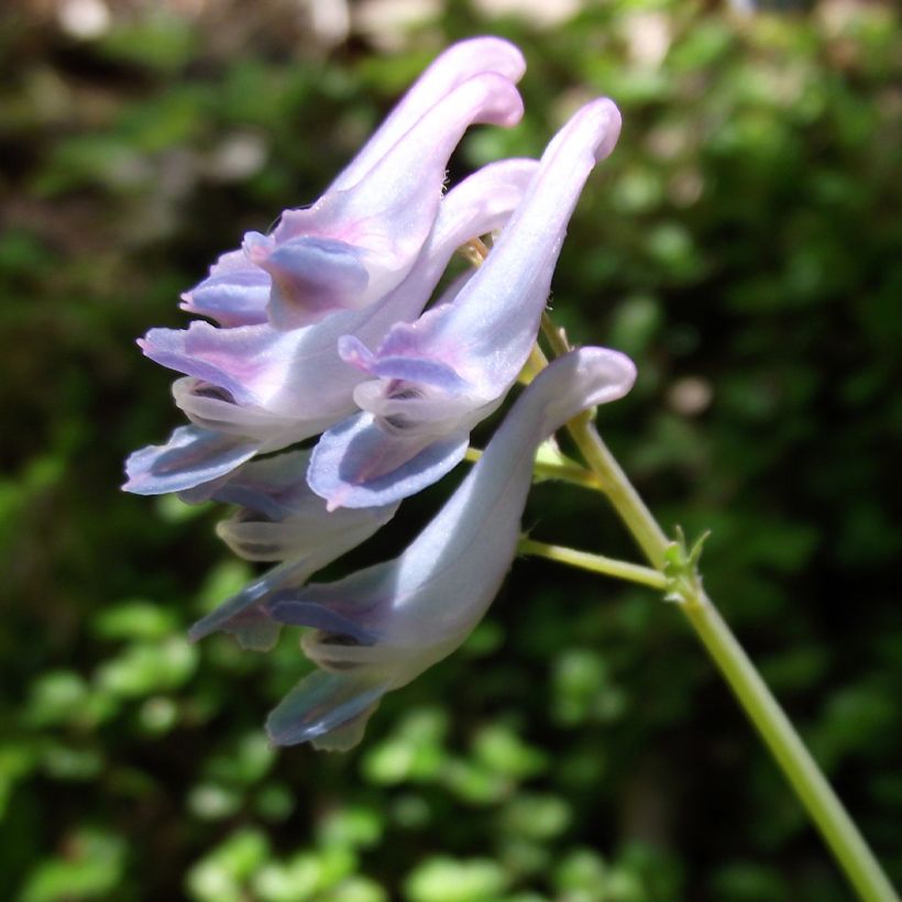 Corydale, Corydalis linstowiana, Fumeterre (Flowering)