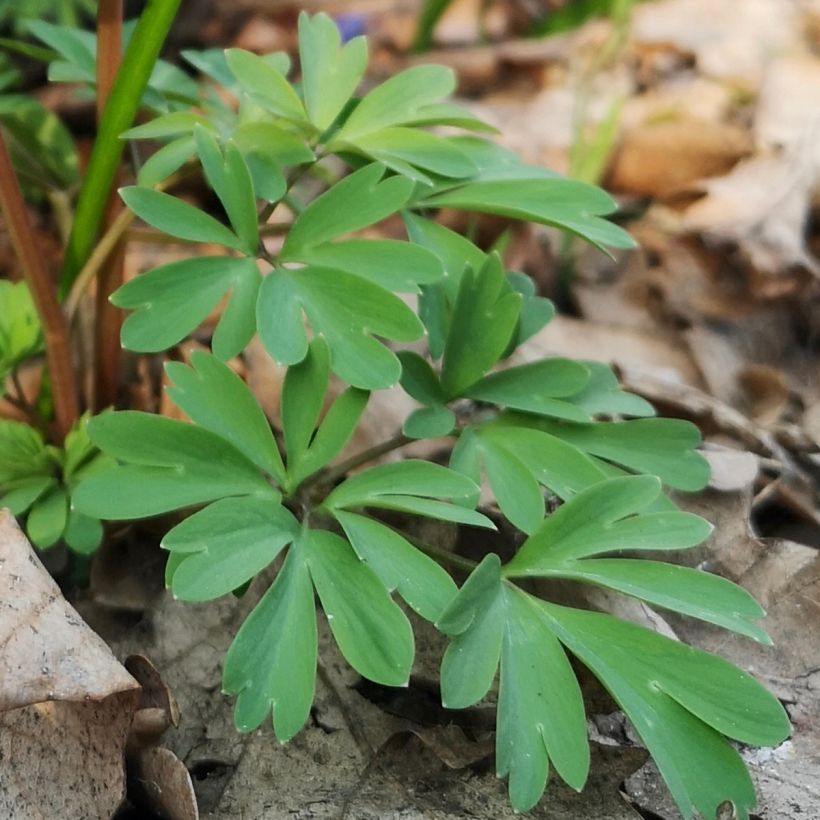 Corydale, Corydalis s.p. (From Sichuan), Fumeterre (Foliage)
