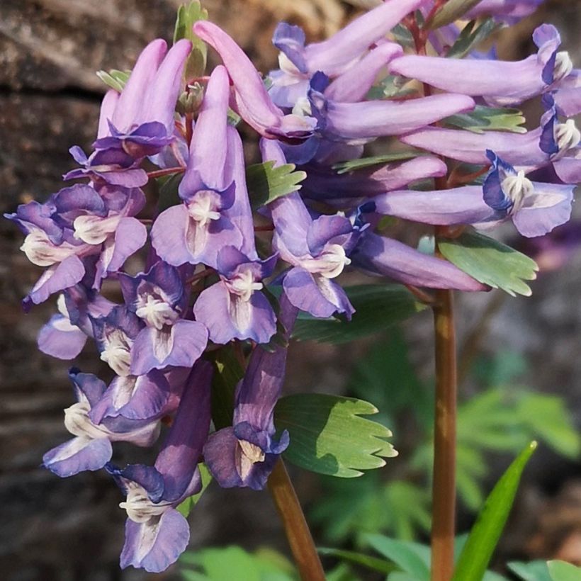 Corydale, Corydalis s.p. (From Sichuan), Fumeterre (Flowering)