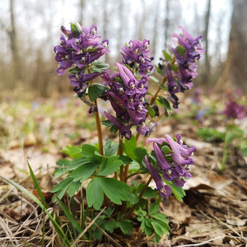 Corydale, Corydalis s.p. (From Sichuan), Fumeterre (Plant habit)
