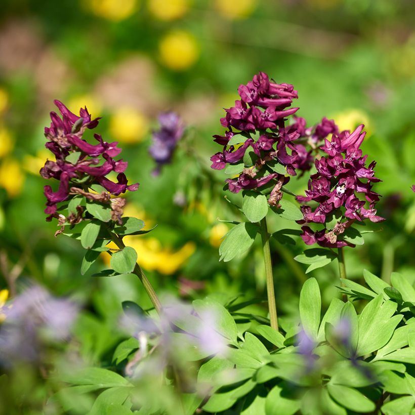 Corydalis solida Purple Bird - Corydale bulbeuse (Plant habit)