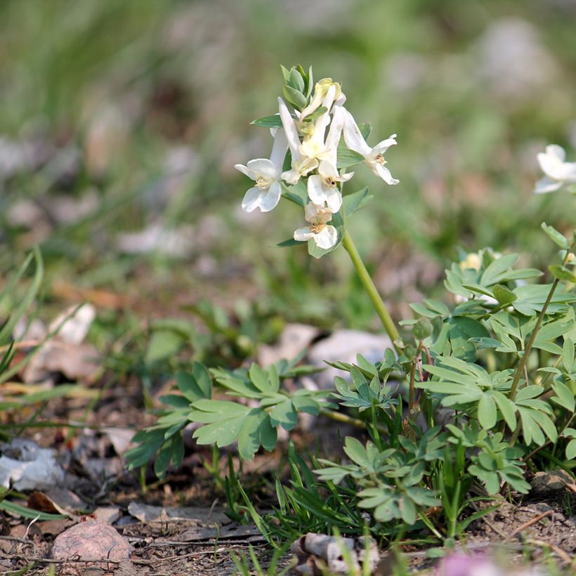 Corydalis solida White Swallow - Corydale bulbeuse (Plant habit)