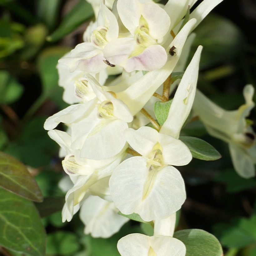 Corydalis solida White Swallow - Corydale bulbeuse (Flowering)
