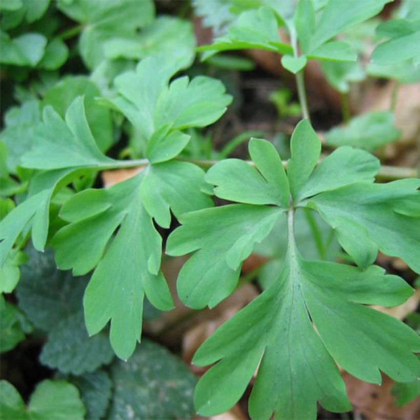 Corydalis Blackberry Wine - Corydale hybride (Foliage)